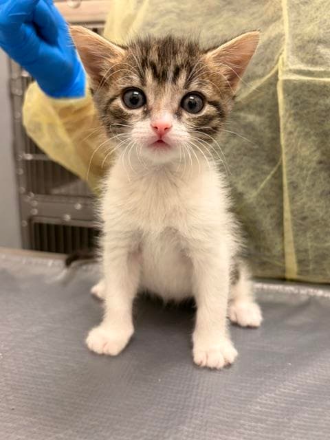 Mac - Domestic Short Hair