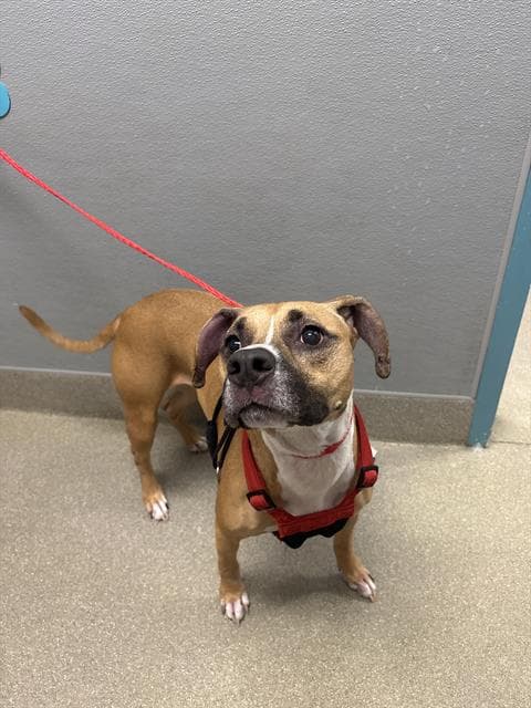 Chloe - Pit Bull Terrier