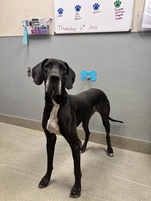Duchess Maria Nunez - Great Dane