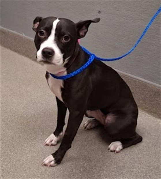 Lotus - Pit Bull Terrier