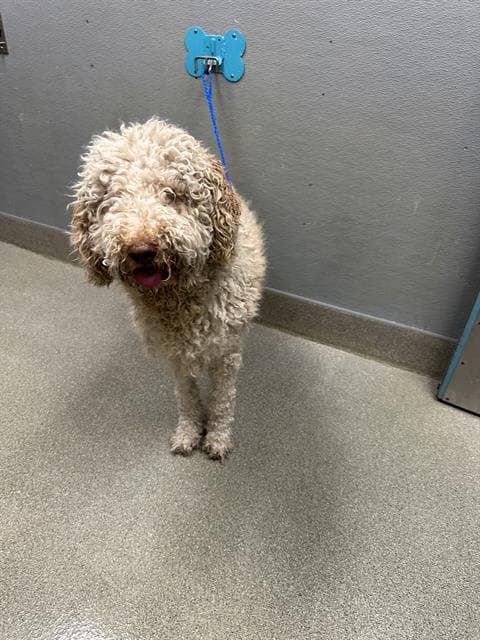 Simba - Poodle (Standard)