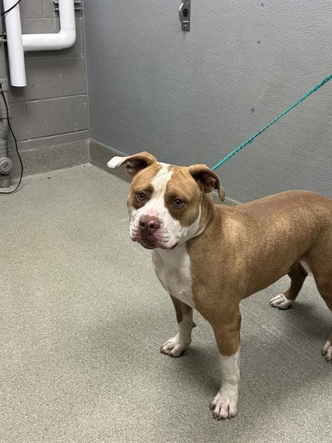 Scout - Pit Bull Terrier