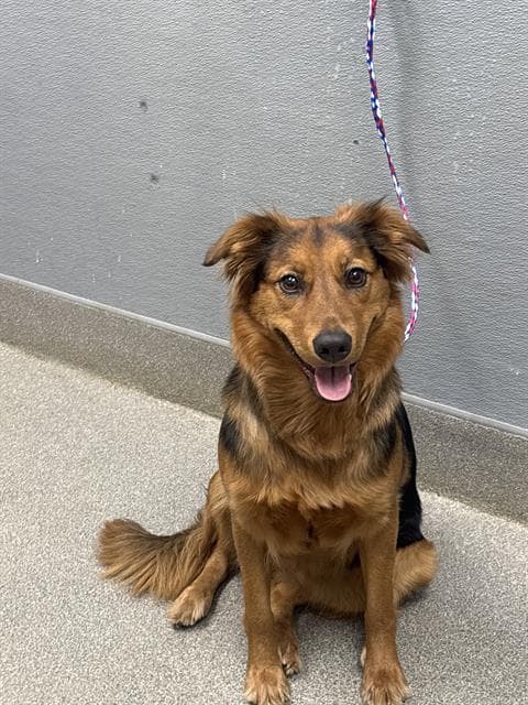 Cambridge - German Shepherd Dog