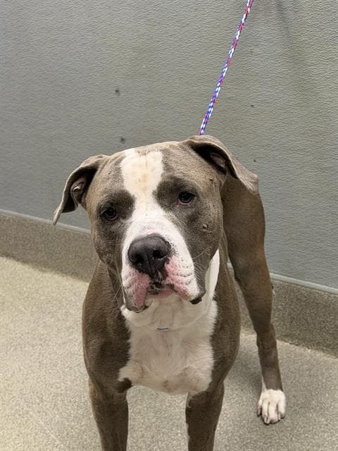 Bart - American Pit Bull Terrier
