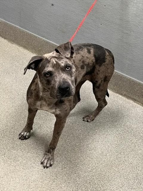 Ambrosia - Pit Bull Terrier