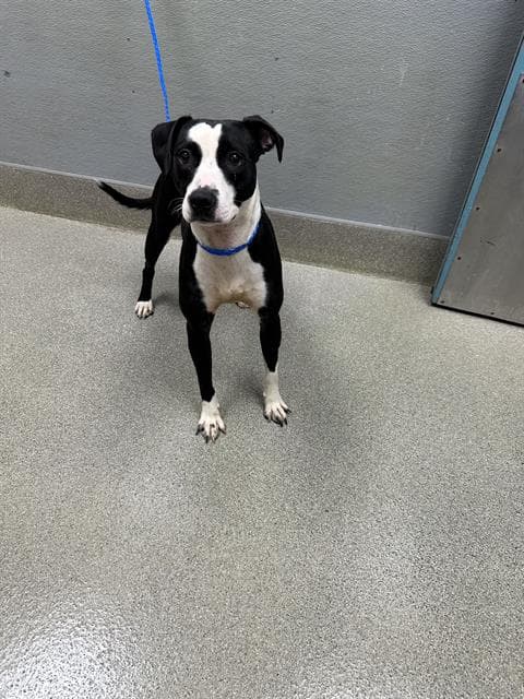 Lava Lamp - Pit Bull Terrier