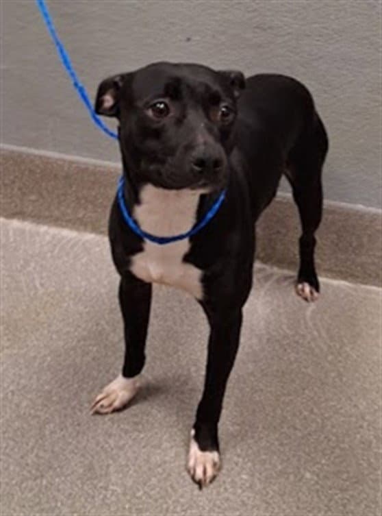 Chappy - Pit Bull Terrier