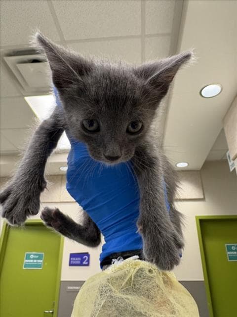 Pancake Sausage - Domestic Short Hair