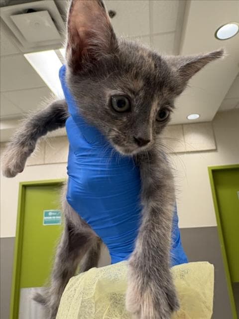 Daisy Dukes - Domestic Short Hair