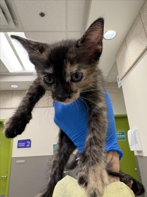 Matcha Marie - Domestic Short Hair