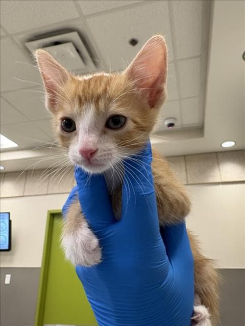 Sunny D - Domestic Short Hair