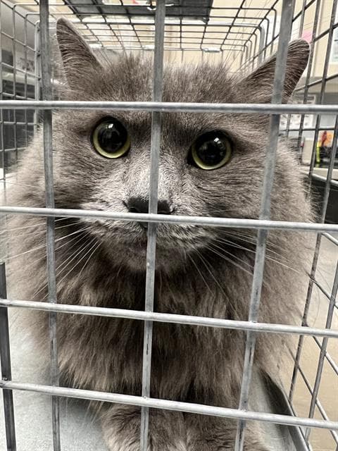 Mushy - Domestic Short Hair