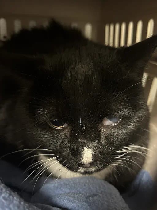 Binx - Domestic Short Hair