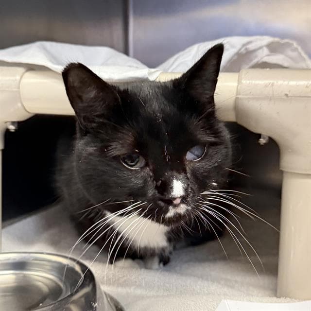 Binx - Domestic Short Hair
