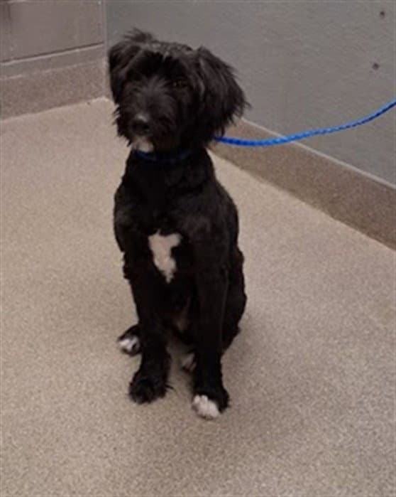 Rocko - Poodle (Standard)