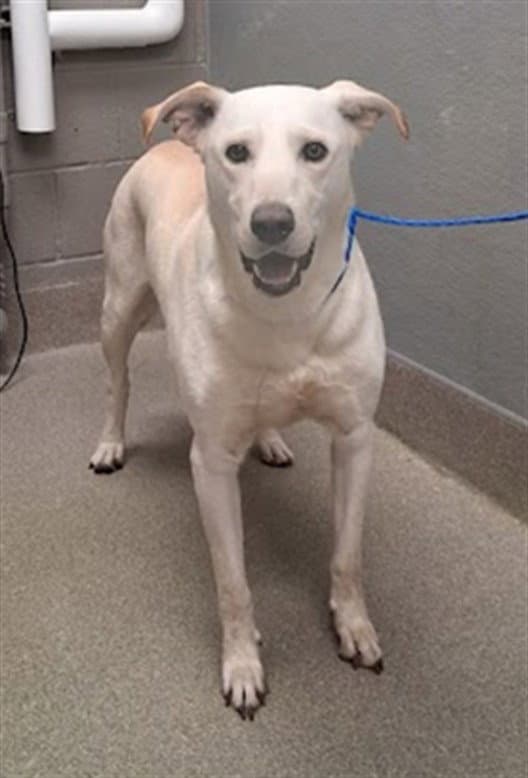 Alex - Labrador Retriever