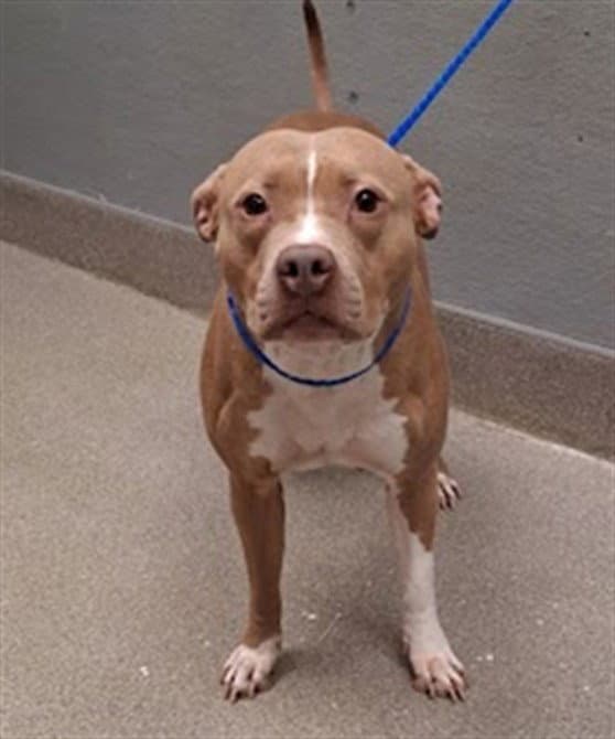 Misty - Pit Bull Terrier