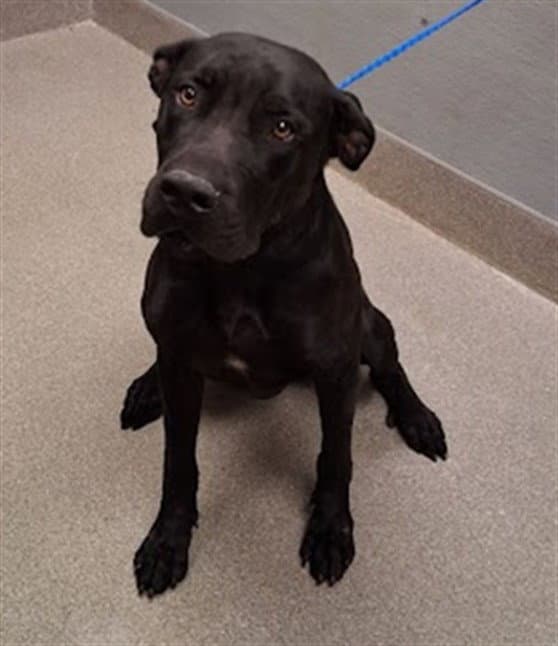Lou The Lobster - Cane Corso Mastiff