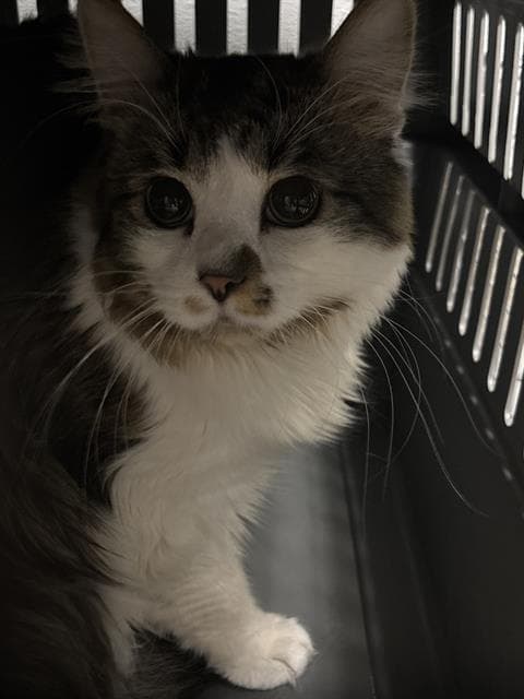 Fluffy - Domestic Long Hair