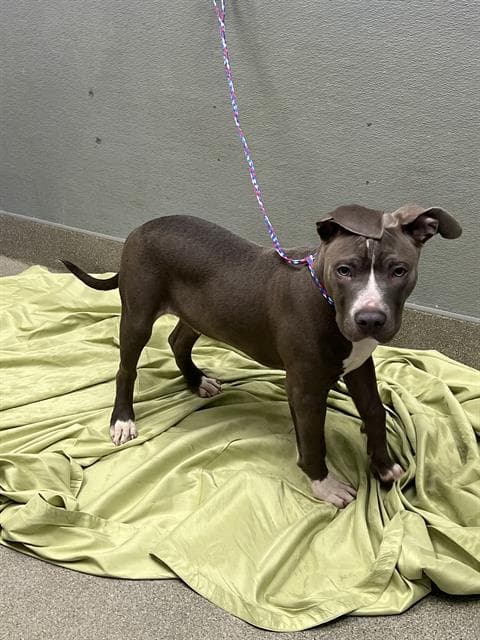 Goofy Puppy - Pit Bull Terrier