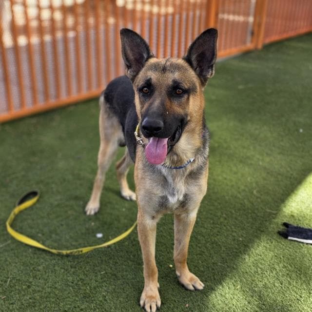 Captain Smek - German Shepherd Dog