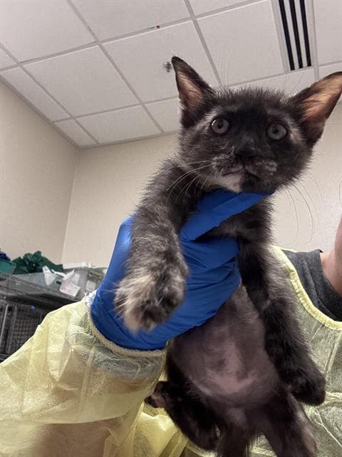 Dub-Step - Domestic Medium Hair