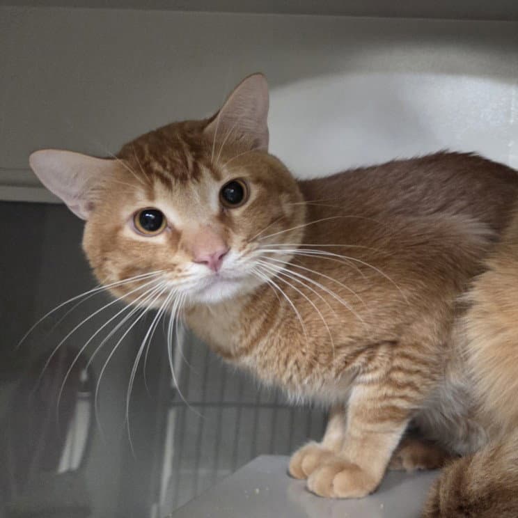 Magnus - Domestic Short Hair