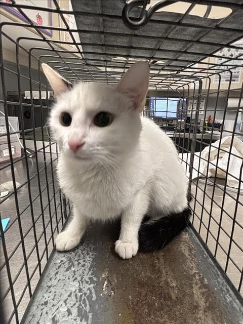 Lily - Domestic Short Hair