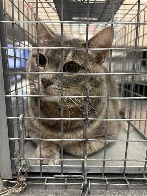 Ziggy - Domestic Short Hair