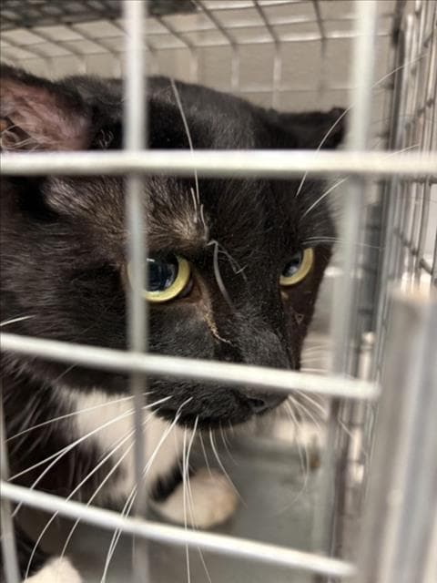 Darkness - Domestic Short Hair