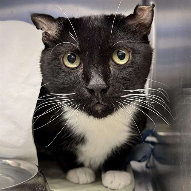 Darkness - Domestic Short Hair