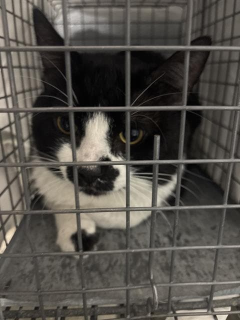 Muffin - Domestic Short Hair