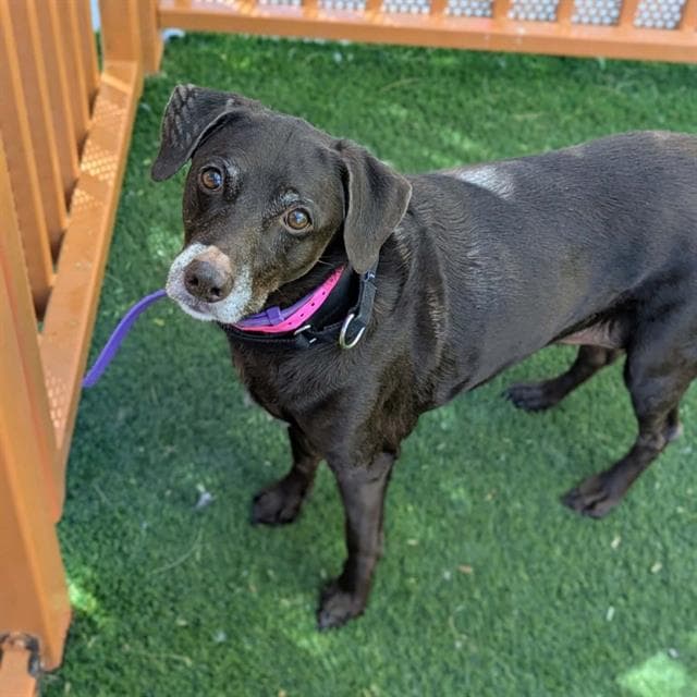 Lala - Labrador Retriever