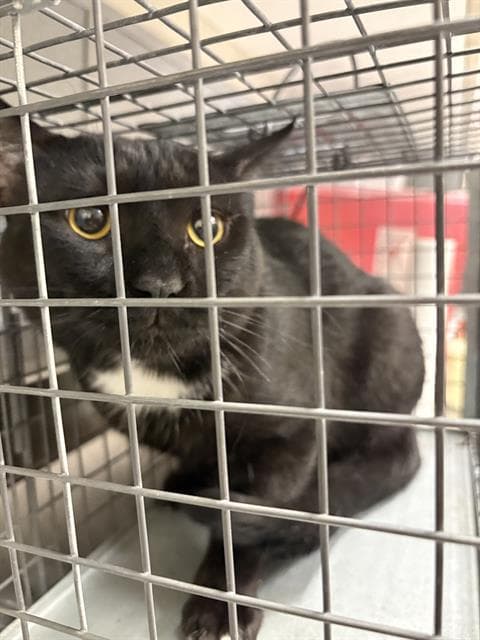 Oreo - Domestic Short Hair