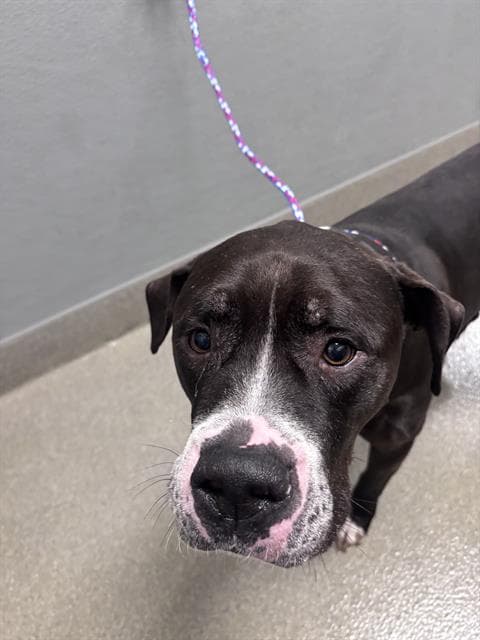 Kane - Pit Bull Terrier