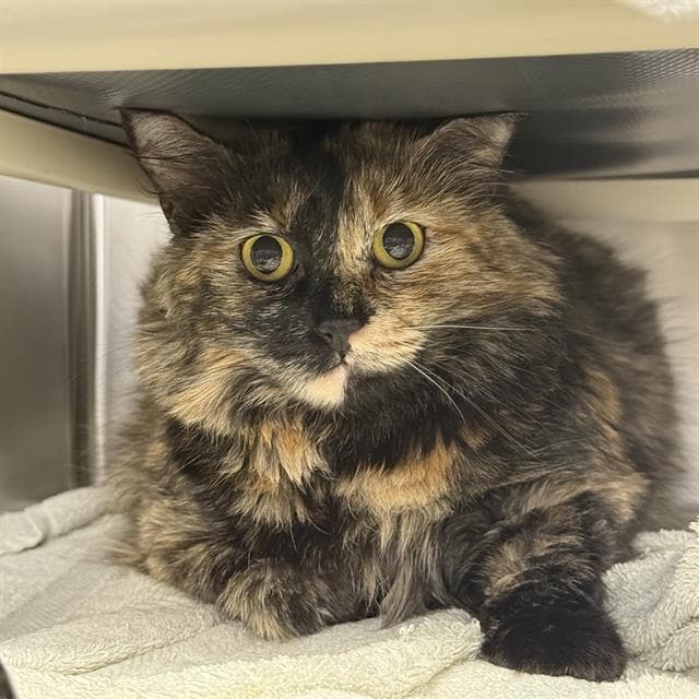 Mona - Domestic Short Hair