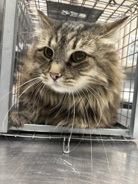 Fritze - Domestic Long Hair