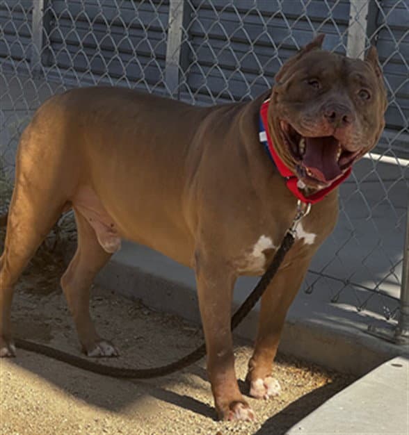 Red King - Pit Bull Terrier