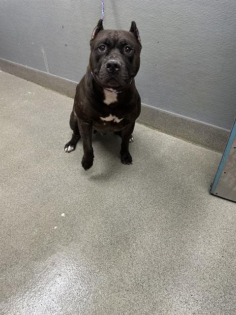 Mad Hatter - Pit Bull Terrier