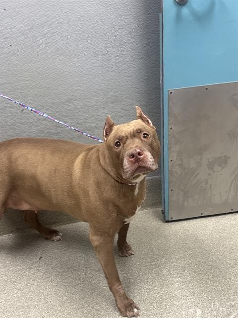 Red Queen - Pit Bull Terrier