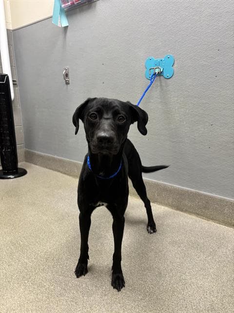 Raven - Labrador Retriever