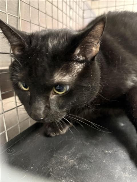 Simon - Domestic Short Hair