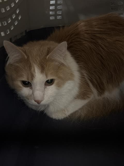 Tormund - Domestic Short Hair