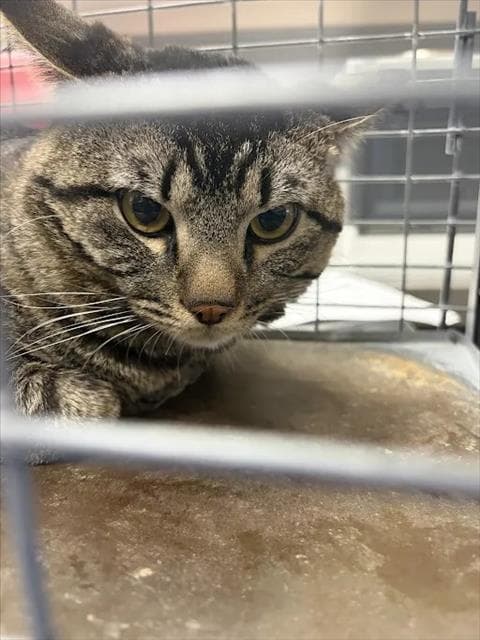 Winks - Domestic Short Hair