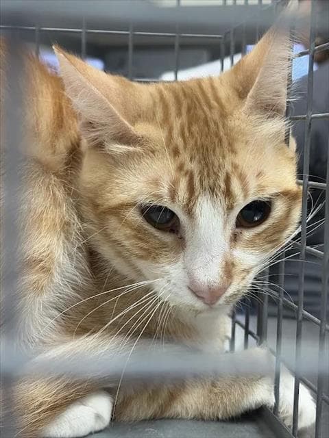 Rolland - Domestic Short Hair
