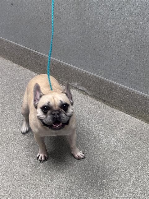 Hazy - French Bulldog
