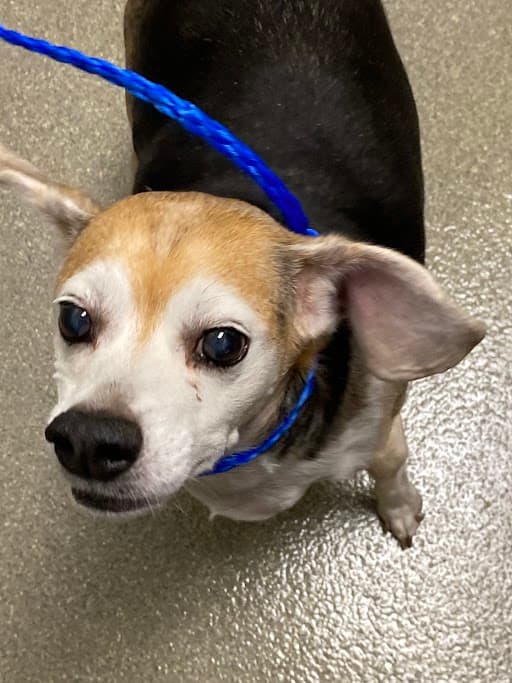 Beans - Beagle