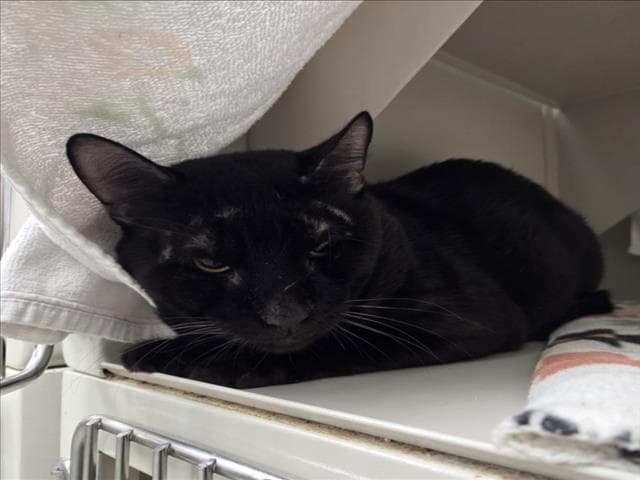 James - Domestic Short Hair