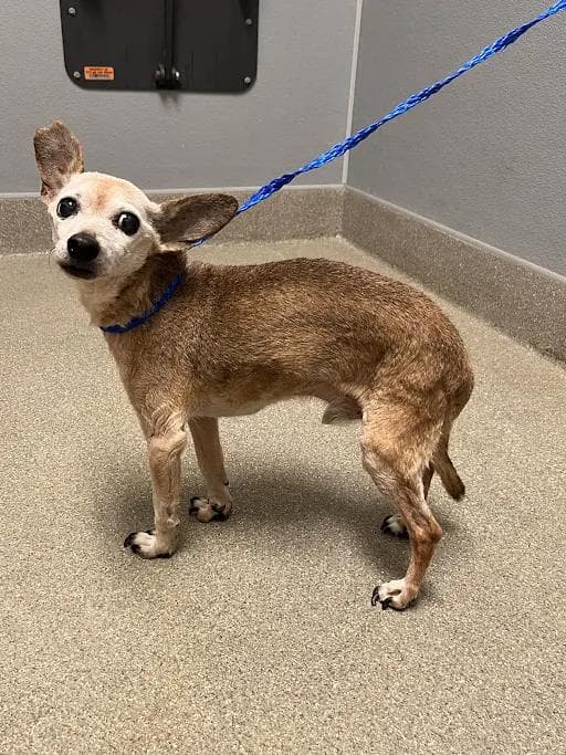 Puffin - Chihuahua