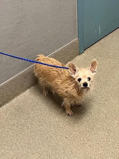Athena - Terrier